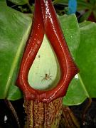 Nepenthes maxima x truncata with spider